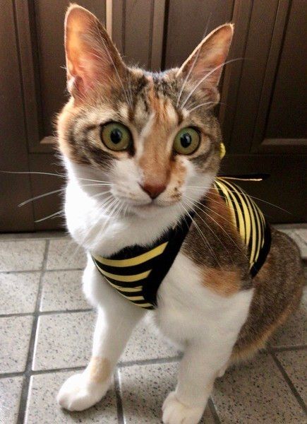 ミケのあみちゃん