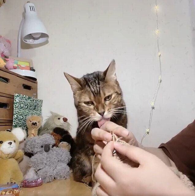 飼い主さんの手をペロペロするはなちゃん