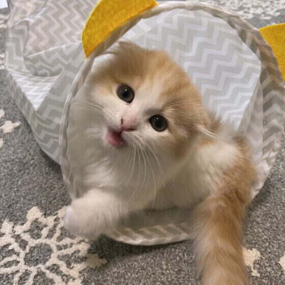 マンチカンのモナちゃん♪