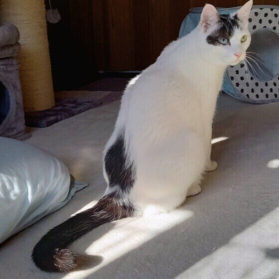 しっぽに日を当てるレイくん