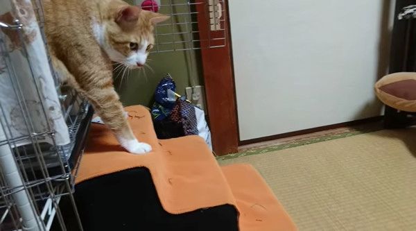 そーっと歩く猫