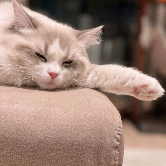 眠るらラグドール