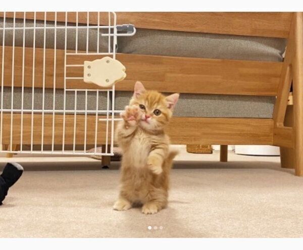 立ち上がって「よっ！」というポーズをするメリダちゃん