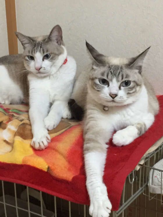 猫のりんちゃんたち