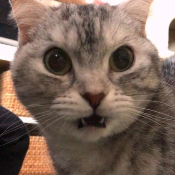 マンチカンのこまめちゃん