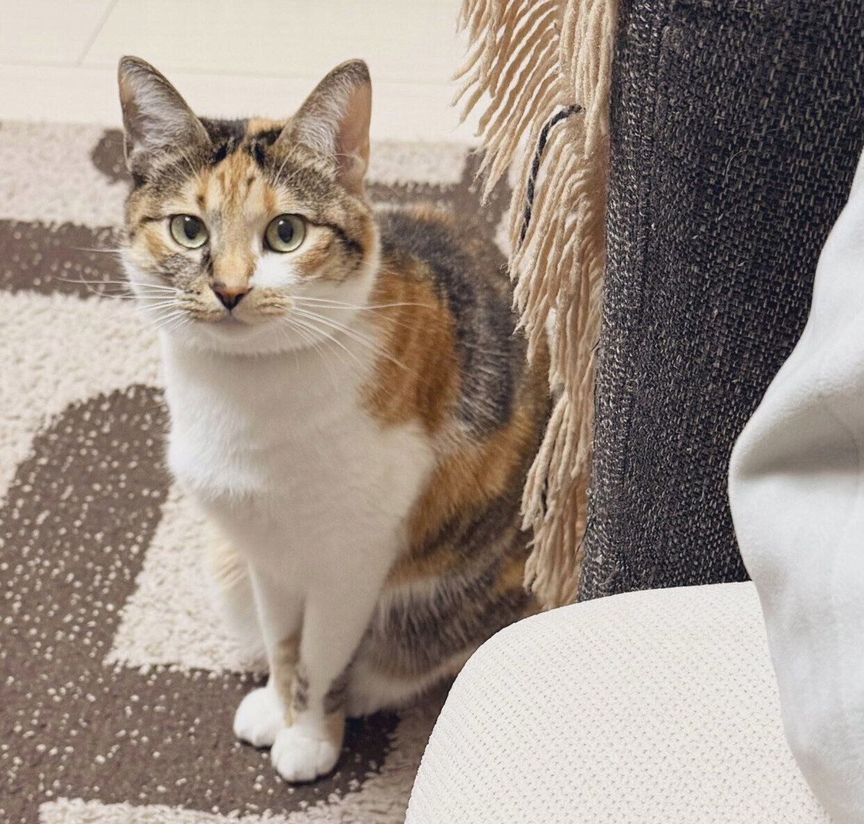 飼い主さんを見つめるこはくちゃん