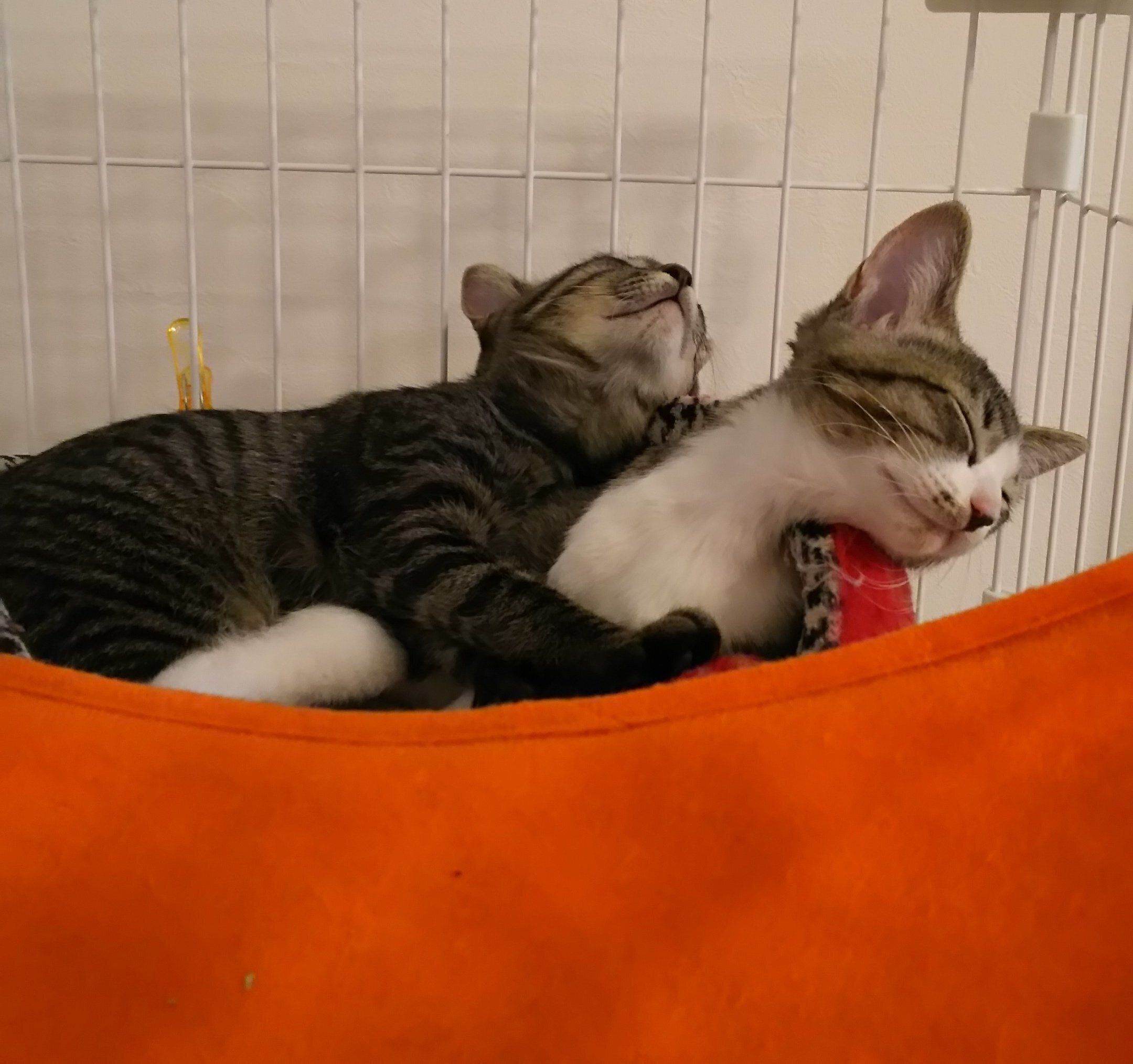 2匹の生後3カ月頃の子猫