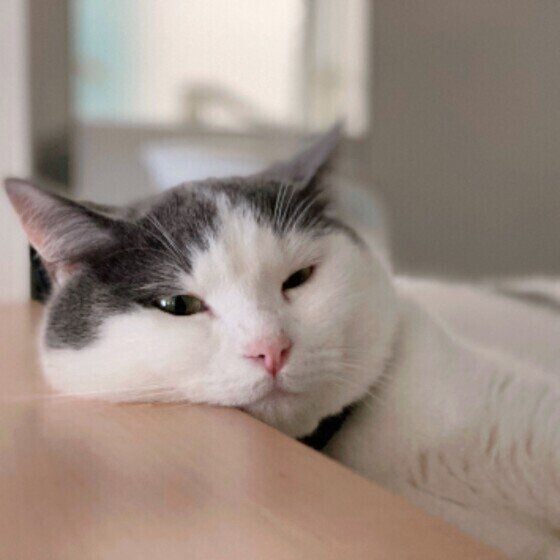 マンチカンのあんこくん♪