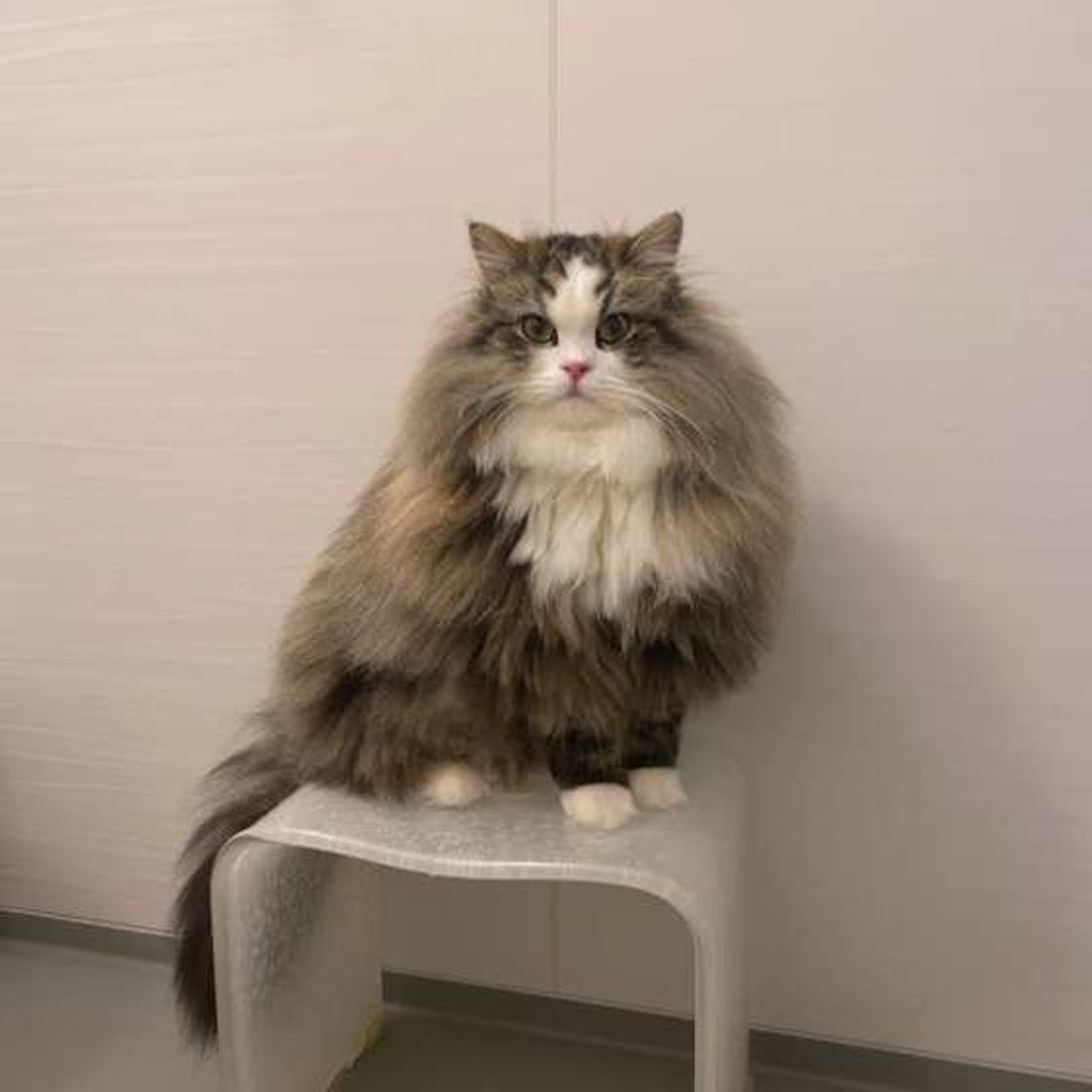 見分けがつきにくい猫種 ラグドール と ラガマフィン 似ている理由とは ねこのきもちweb Magazine 見分けがつきにくい猫種 ラグドール と ラガマフィン 似ている理由とは ねこのきもちweb Magazine