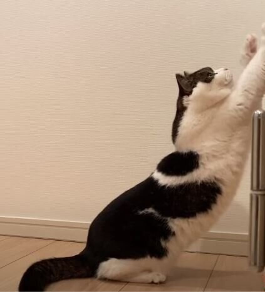 はやく出てきてよ ママさんの姿が見えなくなりドアの外で出待ちする親子猫 ねこのきもちweb Magazine はやく出てきてよ ママさんの姿が見えなくなりドアの外で出待ちする親子猫 ねこのきもちweb Magazine