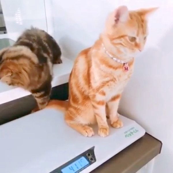 順番待ちをするアメリカンショートヘアとミヌエット