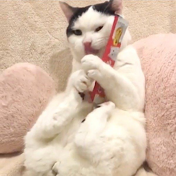 ちゅ〜るが大好きな猫