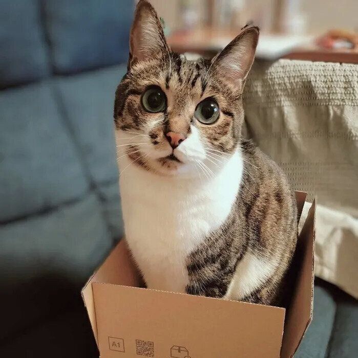 小さな箱に入るてつおくん