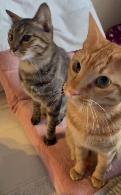 おやつを待つめろちゃんとちゃるくん