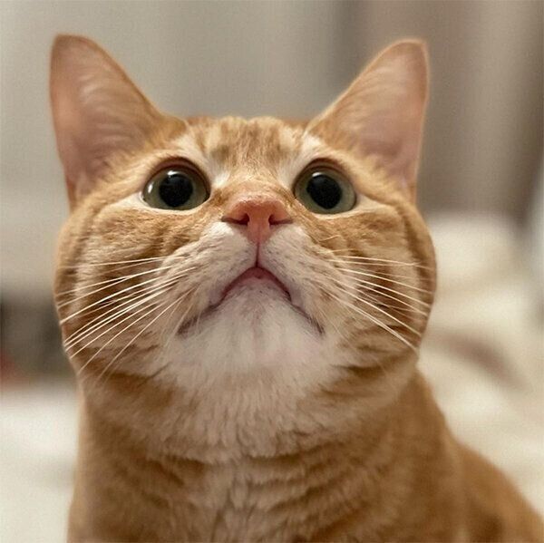 見上げる琥太郎くん