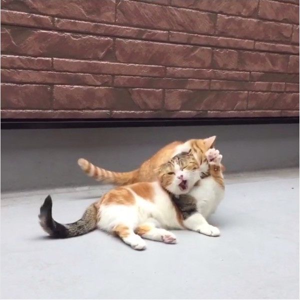 ニャンコの逆襲