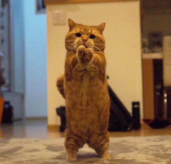 かわいいポーズをするマンチカン