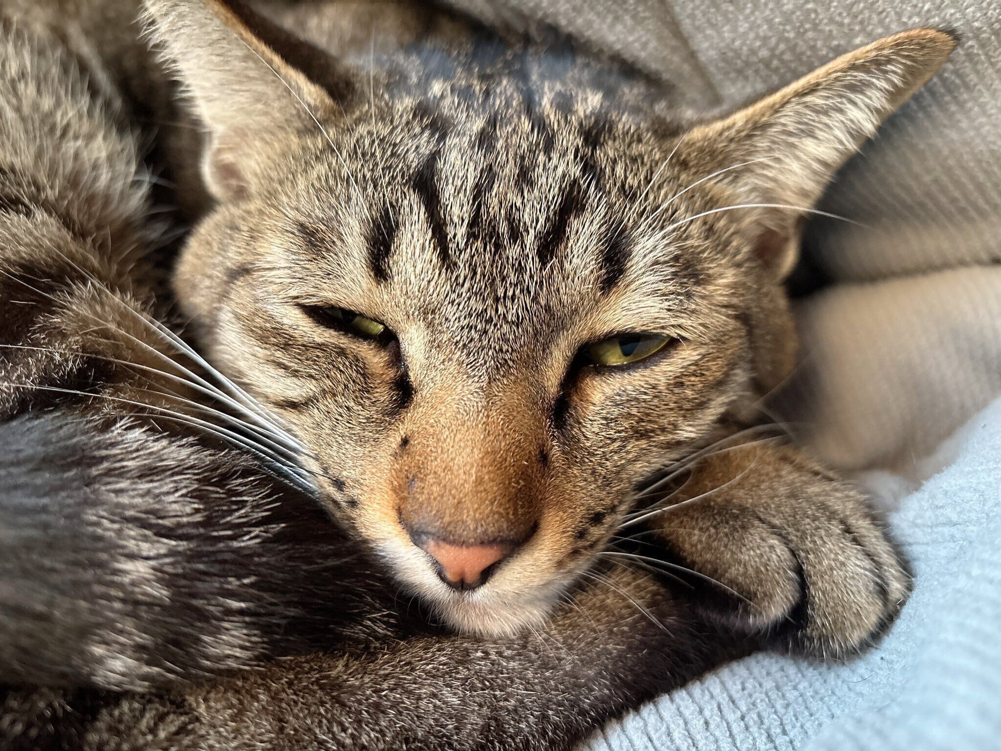 目を細めている猫