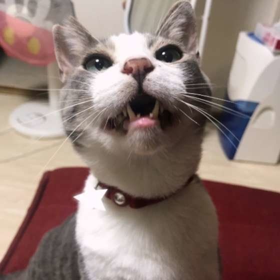ニャーんと口を開けるサバトラ