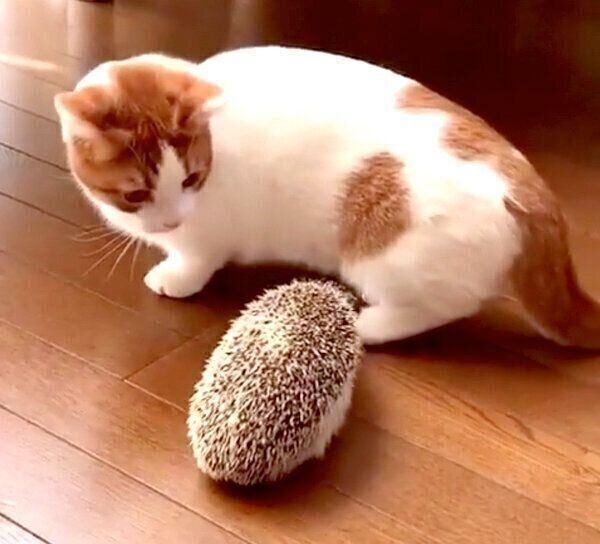 ハリネズミちゃんに触れないもち丸くん