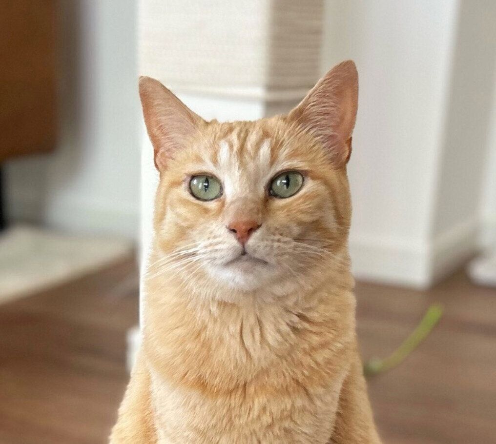 おかわりが欲しくてゴハン皿の前に静かに座る猫 真剣な表情で“無言の圧