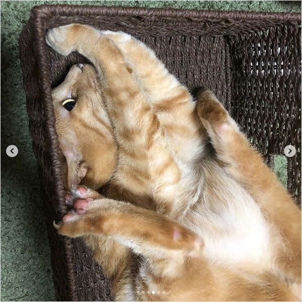 体勢が苦しそうなニャンコ