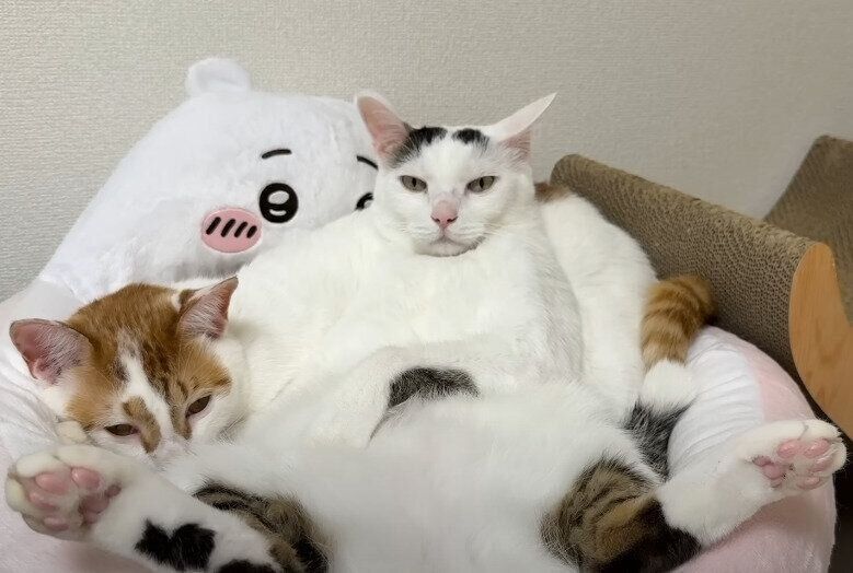 すごいポーズの猫