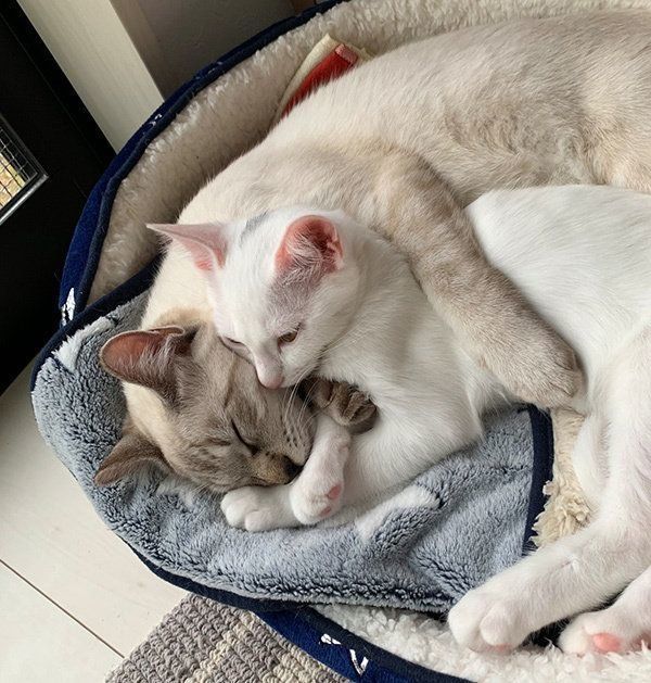 9ちゃんとシャムちゃん