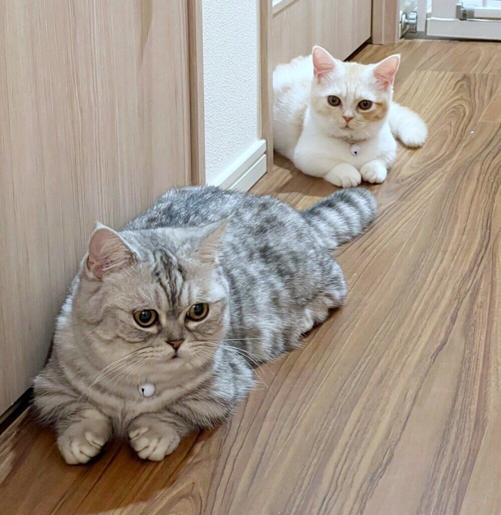 廊下で寝そべるコタローくん（手前）ときなこちゃん（奥）