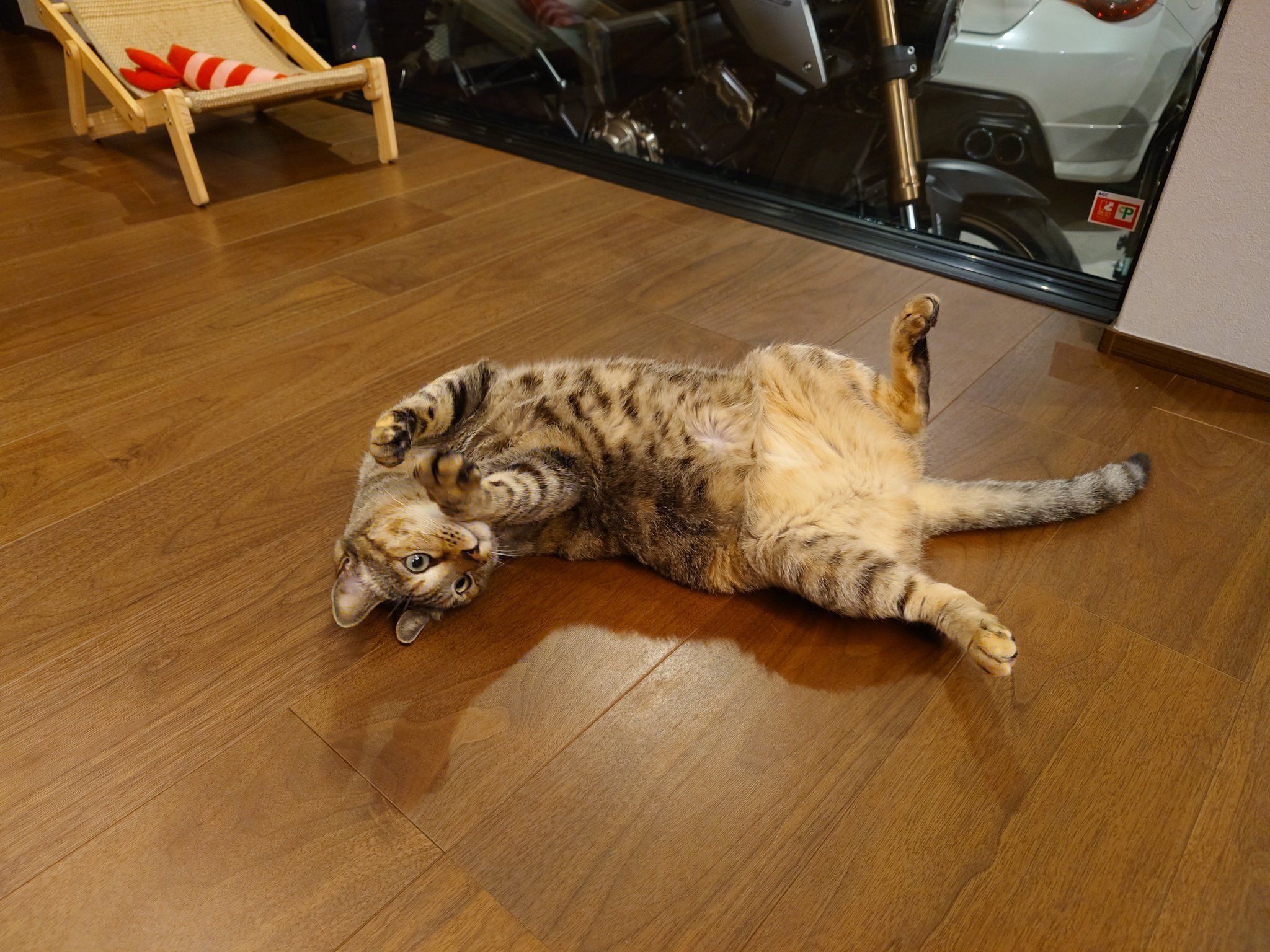 “ヘソ天”している猫