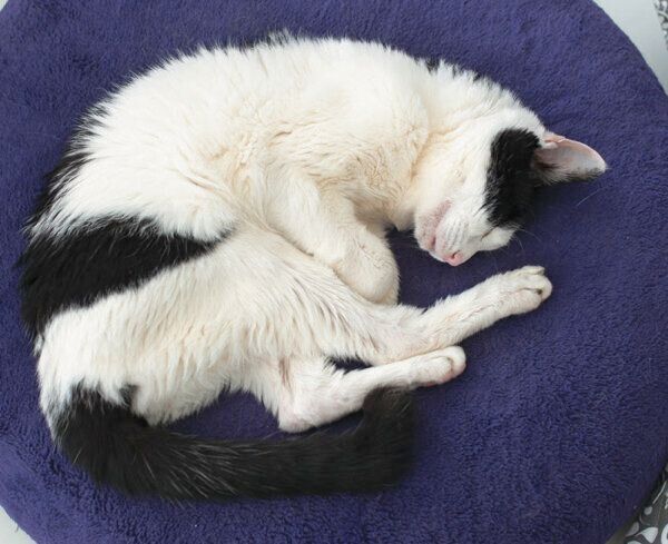 「ハイシニア猫期」の猫