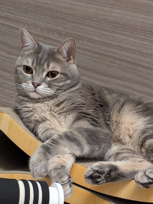 爪とぎの上でくつろぐスコティッシュフォールド