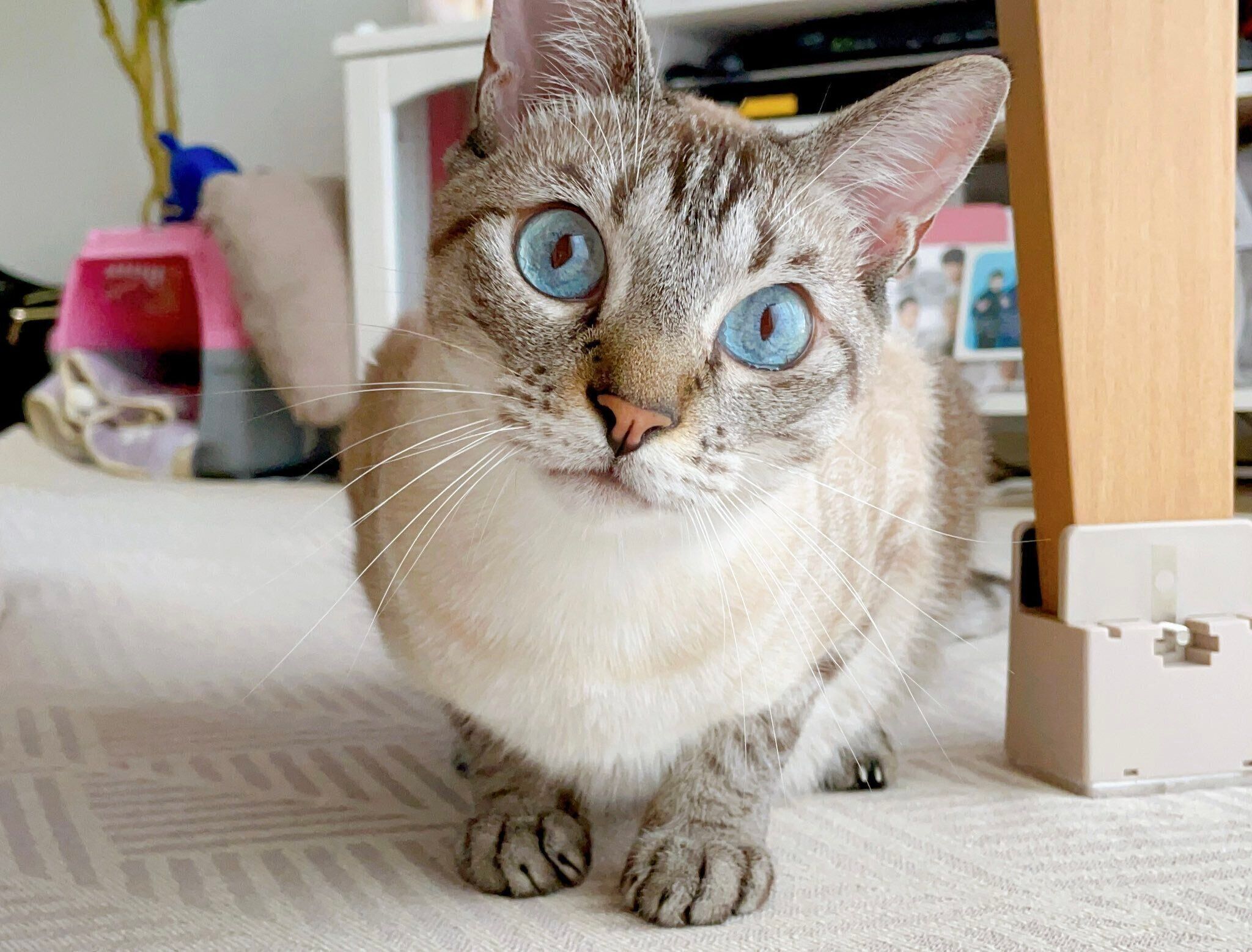 この写真には「今日もイケメンですね」のコメントが