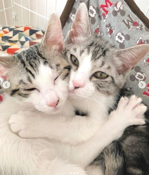 元保護猫・ココアちゃんとラテちゃん