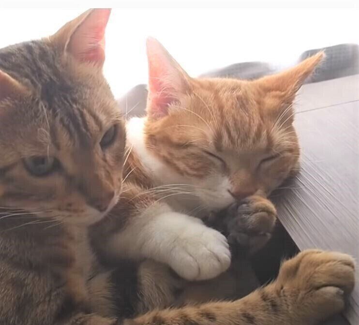 くっついて甘える猫
