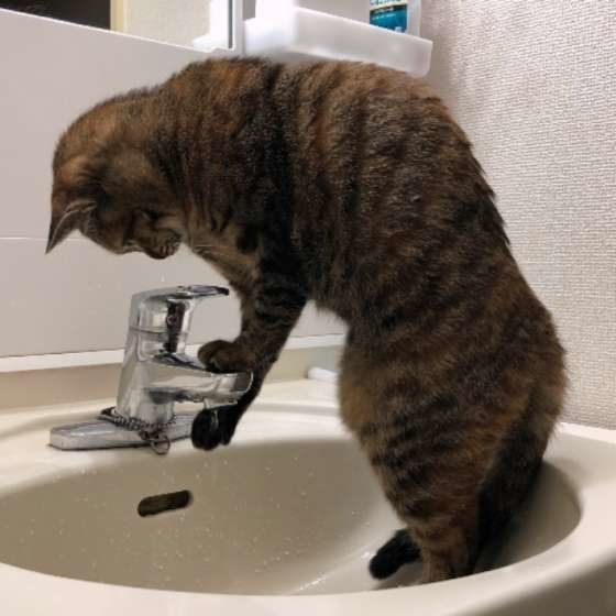 キジトラのクルルちゃん