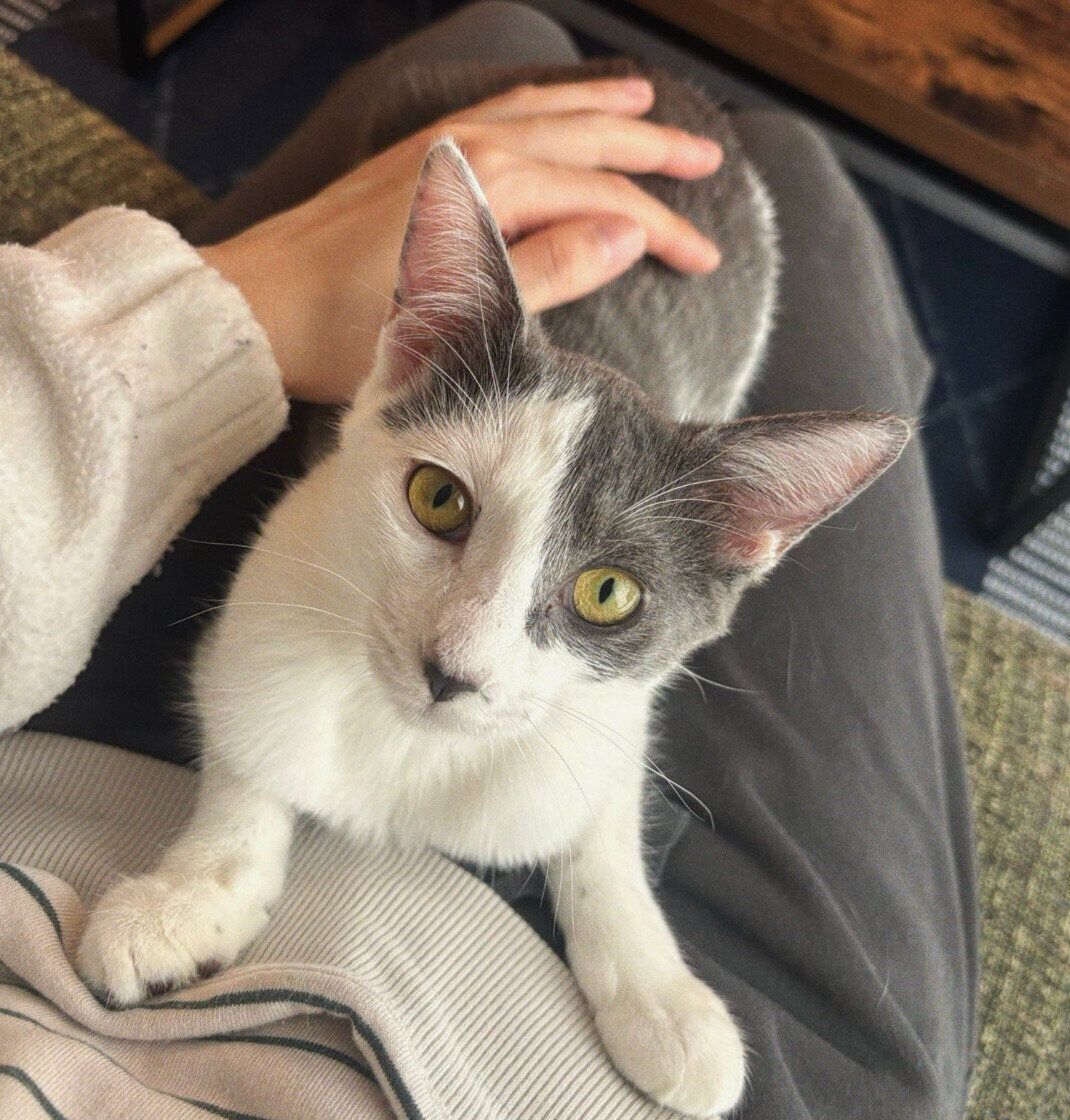 ガラシャちゃんが初めて甘えてくれた瞬間