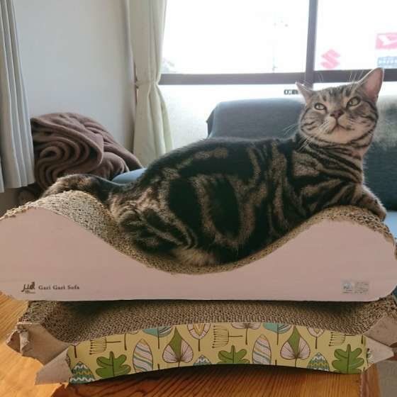 ななめを凝視するブラウンタビーのアメリカンショートヘア