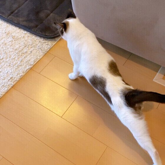 MIX茶×白の藍太郎くん