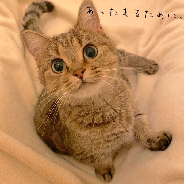 飼い主さんをあたためにやってくるきなこちゃん