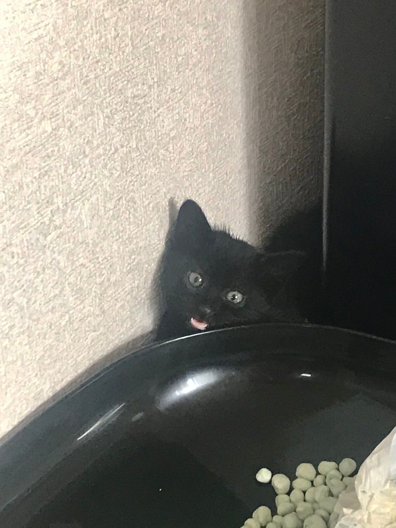 生後約1カ月の子猫