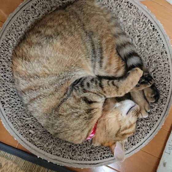 アンモニャイトポーズをする茶トラのマロンくん