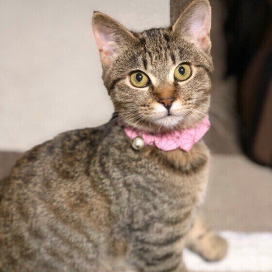 見つめるキジトラ