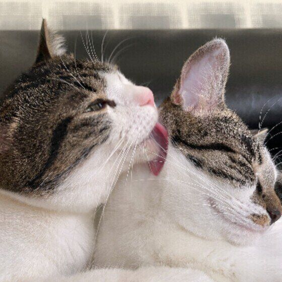 グルーミング中のキジトラ猫