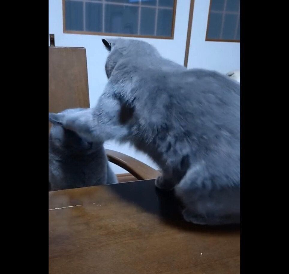 ぶりきちくんに猫パンチをするももちゃん