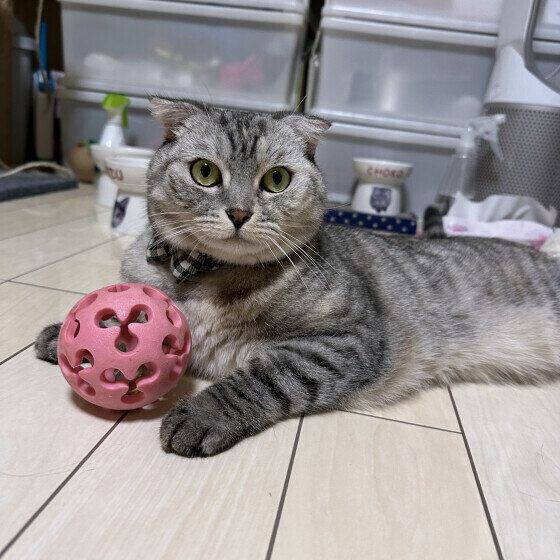 マンチカンのちょこちゃん♪