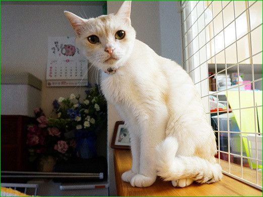 うにまむさんに一問一答スペシャル第2弾 本日もねこ晴れなりvol 14 ねこのきもちweb Magazine