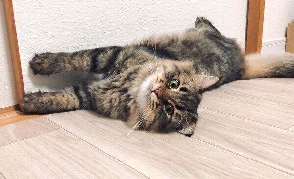 寝転がるヤマネコくん