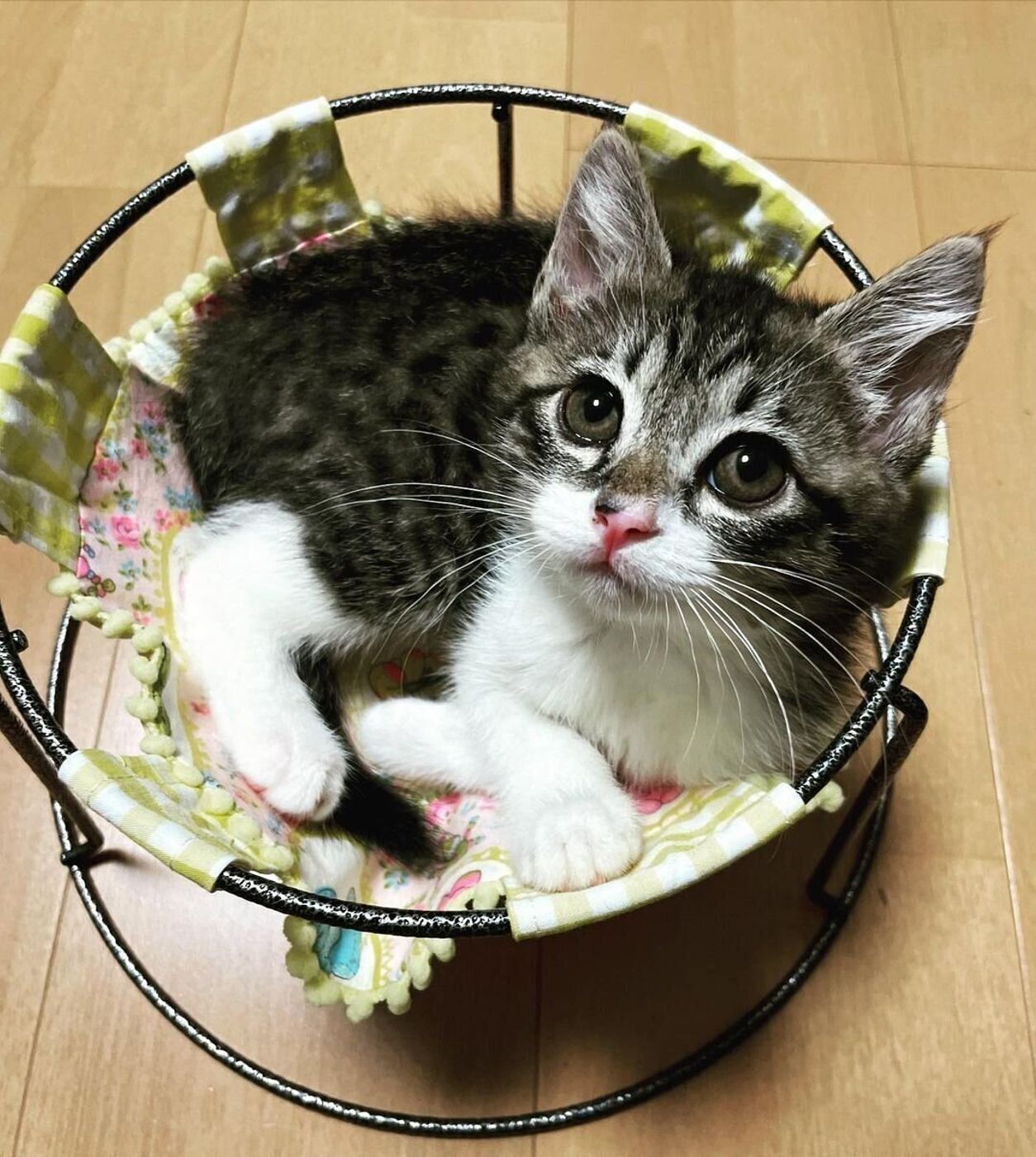 22年最新 人気の猫用ハンモック タイプ別のおすすめ商品や手作りも ねこのきもちweb Magazine 22年最新 人気の猫用ハンモック タイプ別のおすすめ商品や手作りも ねこのきもちweb Magazine