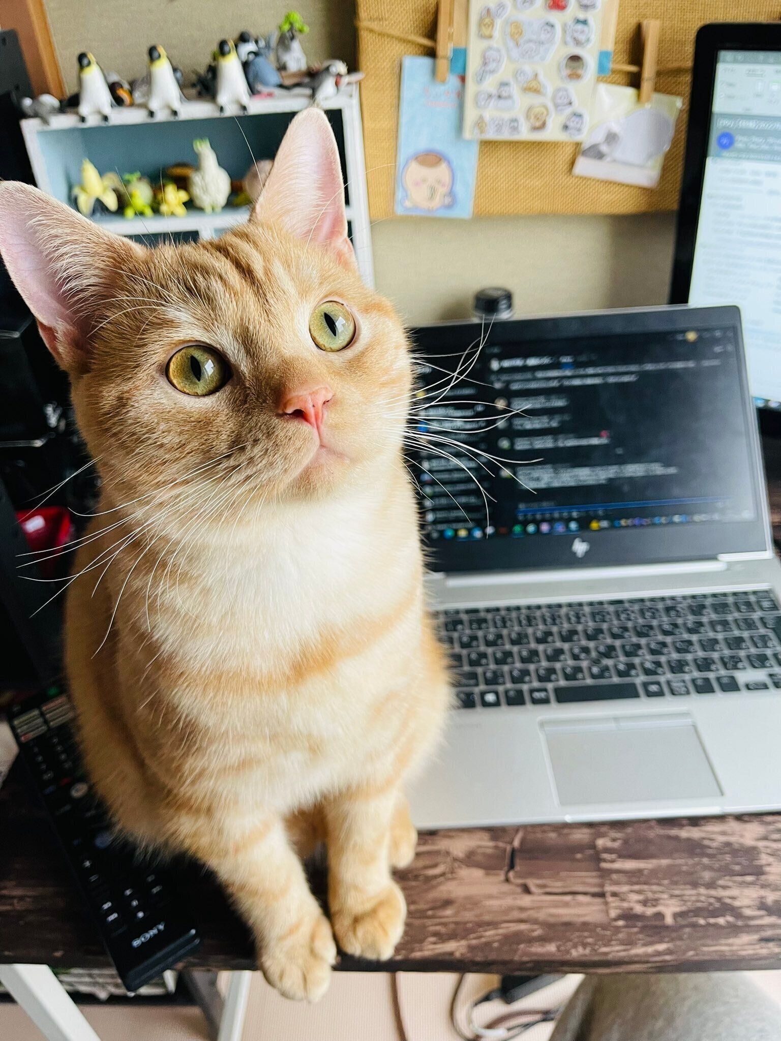 パソコンの近くに座るアメリカンショートヘア